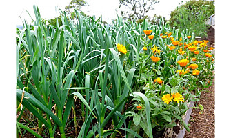 Подходящи и неподходящи съчетани отглеждания на чесъна