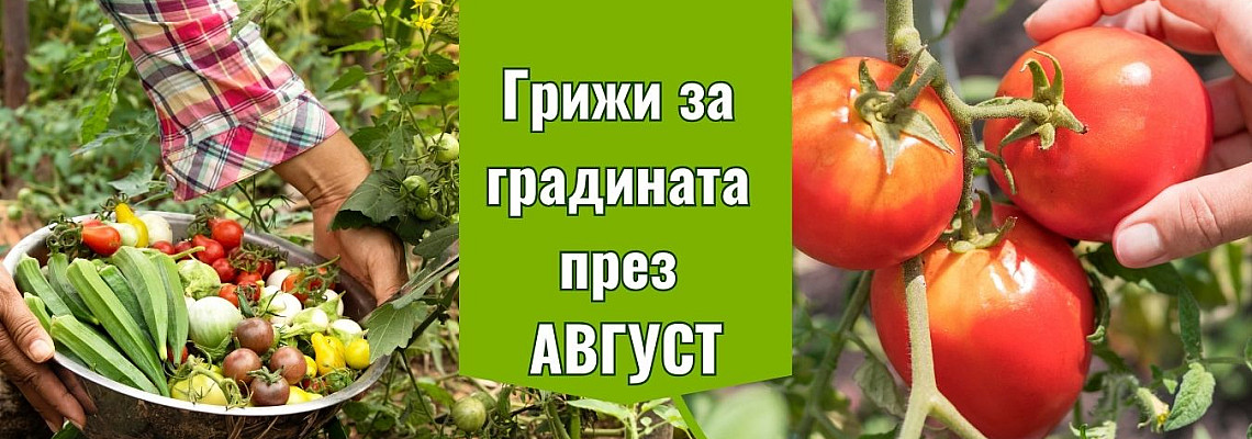 Какво да правим с градината през Август?