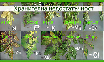 Идентифициране на недостига на хранителни вещества за растенията?