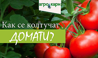 Колтучене на домати  - често задавани въпроси?