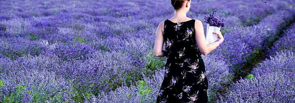 Лавандулата: отглеждане, засаждане и размножаване
