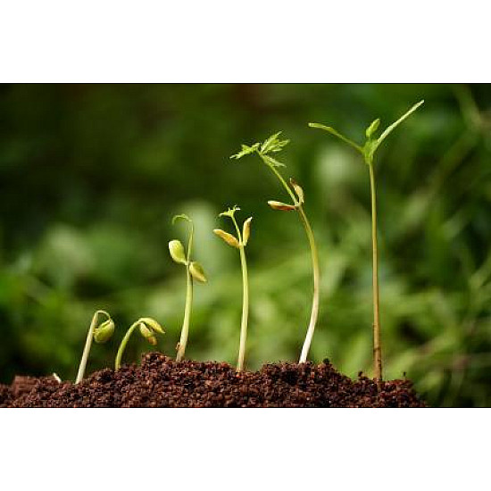 Торфена смес SuliFlor SFS -кисел торф