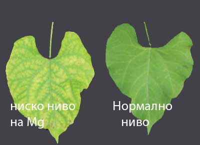 Липса на азот